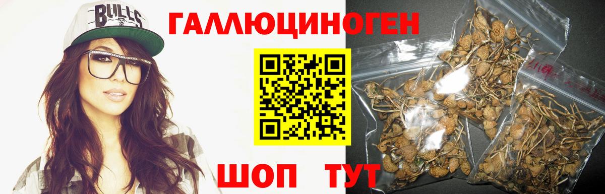 Псилоцибиновые грибы Psilocybe Гудермес