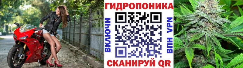 сколько стоит  Гудермес  Бошки марихуана гибрид 